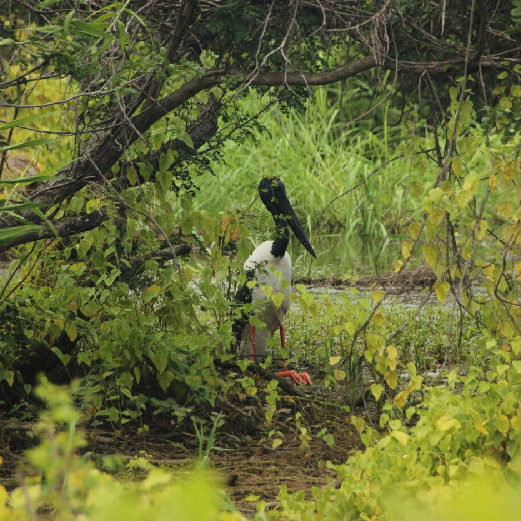 Bird Watching